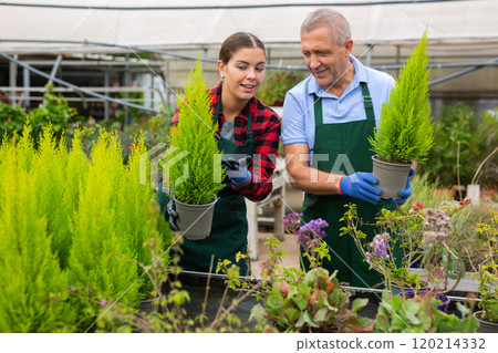 Two focused professional gardeners in uniform checking Cupressus Goldcrest Wilma plants in pots 120214332
