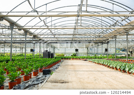 Overview view of the greenhouse with plants growing in pots Overview view of the greenhouse with plants growing in pots 120214494