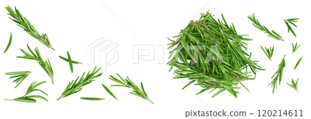 Rosemary twig and leaves isolated on white background. Top view with copy space for your text. Flat lay 120214611