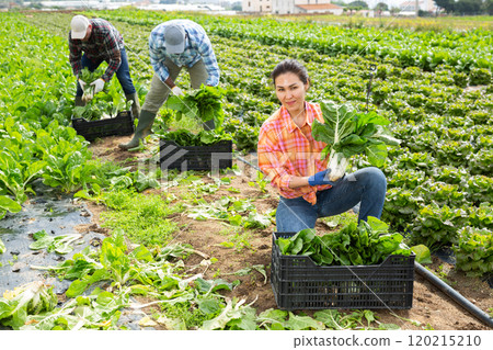 Skilled woman farmer picking chard on field Skilled woman farmer picking chard on field 120215210