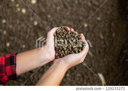 Hands of woman farmer holding pile of rapeseed oil cake 120215272