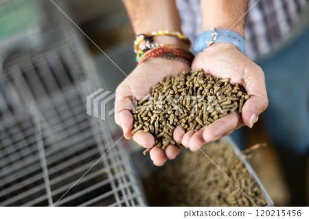 Farmer showing feed for animals in hands 120215456