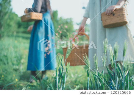 Petals Petals 120215666