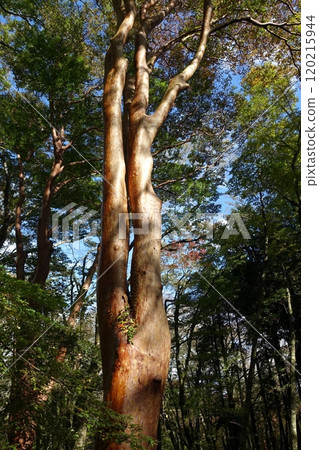 Sunlight filtering through the trees of a Japanese stewartia Sunlight filtering through the trees of a Japanese stewartia 120215944