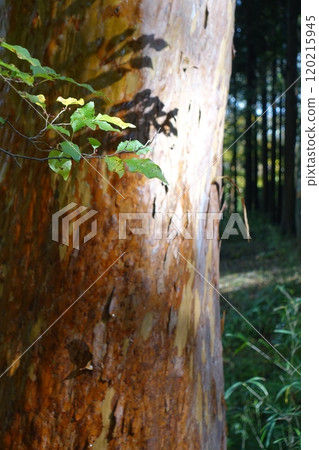 姬原樹上倒映著樹葉的影子 120215945