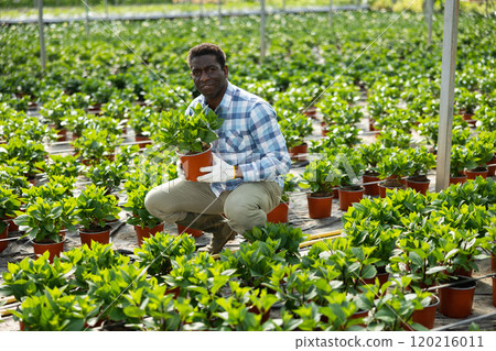 Grower working in greenhouse, tending plants 120216011