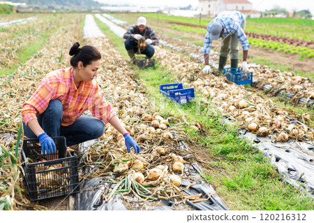 Multiethnic team of farm workers picking onion 120216312