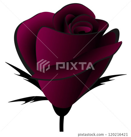 Burgundy rose on a white background. 120216421