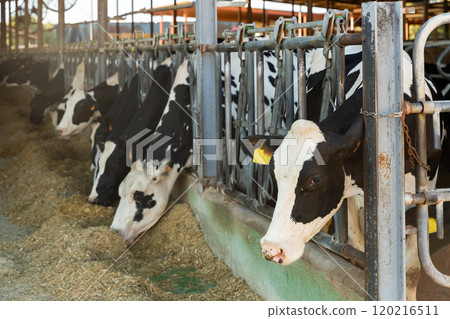Herd of cows eating forage fodder 120216511