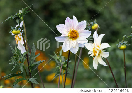 Close up of dahlia flower and bumblebee in garden Close up of dahlia flower and bumblebee in garden 120216608