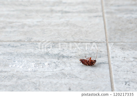 A close-up of a dead cockroach lying on its back on a tiled floor in an indoor environment. A close-up of a dead cockroach lying on its back on a tiled floor in an indoor environment. 120217335