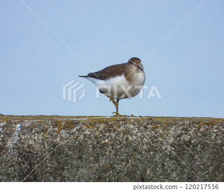A Common Sandpiper Standing on the Embankment A Common Sandpiper Standing on the Embankment 120217536
