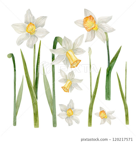 Watercolor set of flowers and stems of narcissus, bud of narcissus, can be used to create compositions for postcard 120217571