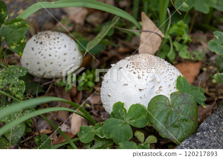 Large white umbrella mushroom / Poisonous mushroom Large white umbrella mushroom / Poisonous mushroom 120217893