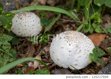 大白傘菇/毒菇 120217894