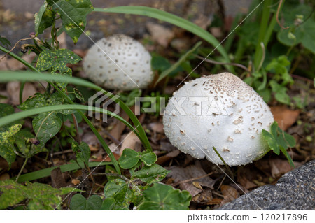 大白傘菇/毒菇 大白傘菇/毒菇 120217896