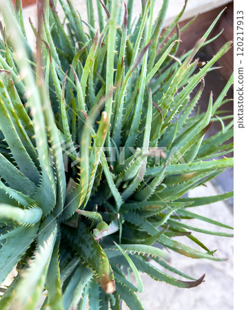 An up-close view of a vibrant Aloe Vera plant, showcasing its long, pointed leaves with serrated edges. The intricate texture and healthy green color of the leaves highlight the plant natural 120217913