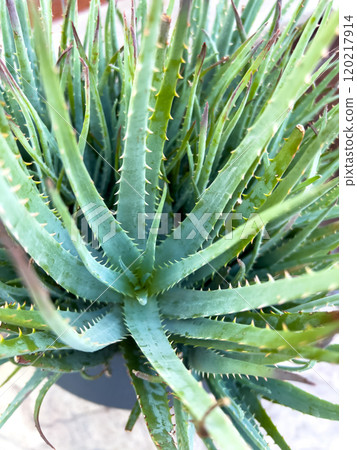 An up-close view of a vibrant Aloe Vera plant, showcasing its long, pointed leaves with serrated edges. The intricate texture and healthy green color of the leaves highlight the plant natural An up-close view of a vibrant Aloe Vera plant, showcasing its long, pointed leaves with serrated edges. The intricate texture and healthy green color of the leaves highlight the plant natural 120217914