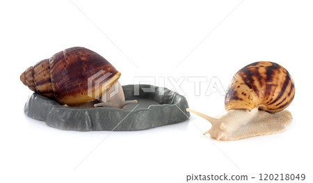 giant african snails giant african snails 120218049
