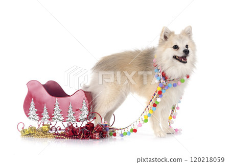 Japanese Spitz in studio 120218059