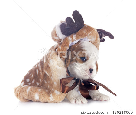 puppy cavalier king charles puppy cavalier king charles 120218069