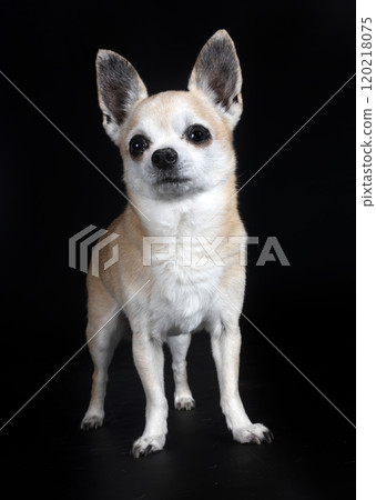 chihuahua in studio 120218075