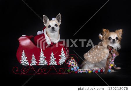 chihuahuas in studio 120218076