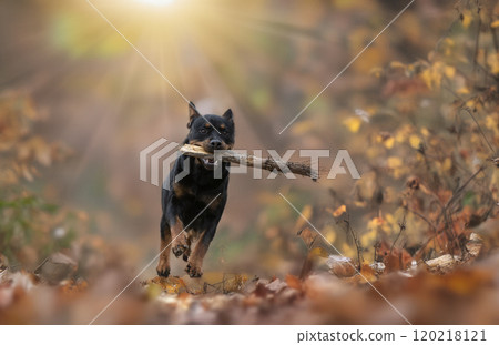 rottweiler in nature rottweiler in nature 120218121