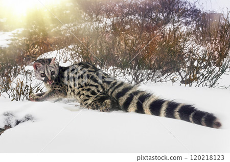 Common genet in nature Common genet in nature 120218123