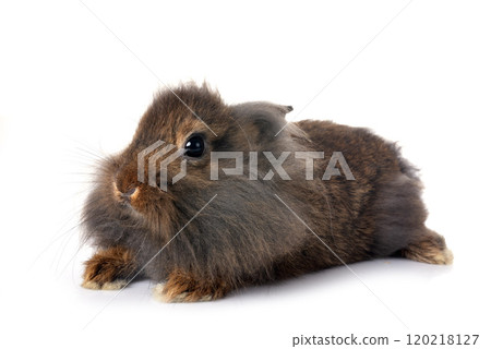 young Lionhead rabbit 120218127