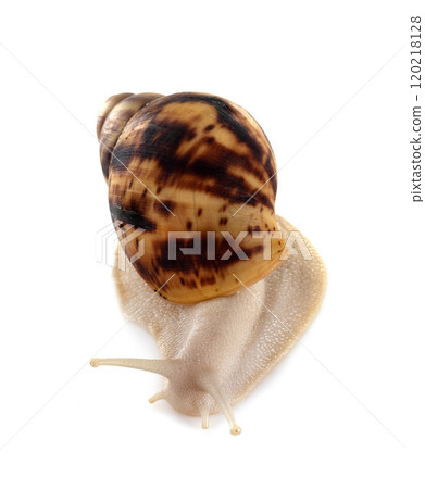 giant african snail 120218128