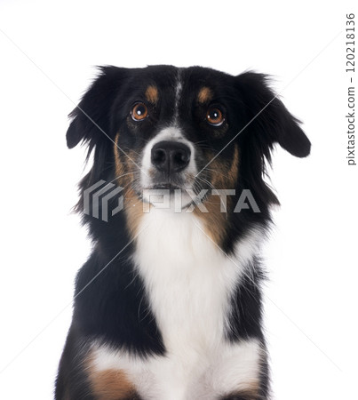 Miniature Australian Shepherd 120218136