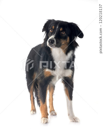 Miniature Australian Shepherd Miniature Australian Shepherd 120218137