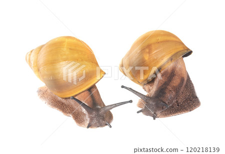 archachatina marginata ovum albina shell 120218139