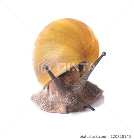 archachatina marginata ovum albina shell 120218140