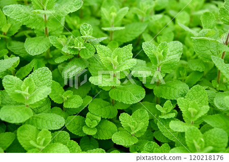 Apple mint 120218176