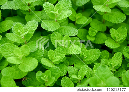 蘋果薄荷 120218177