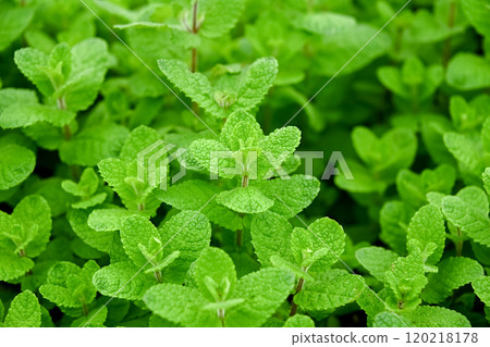 蘋果薄荷 120218178