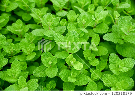 蘋果薄荷 120218179