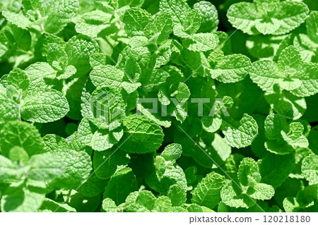 Apple mint 120218180