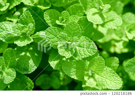 蘋果薄荷 蘋果薄荷 120218186