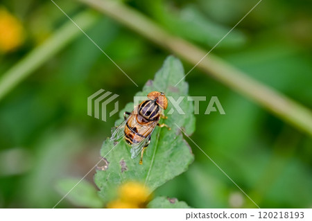 Kigoshishana 120218193