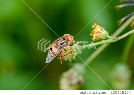 Kigoshishana 120218194