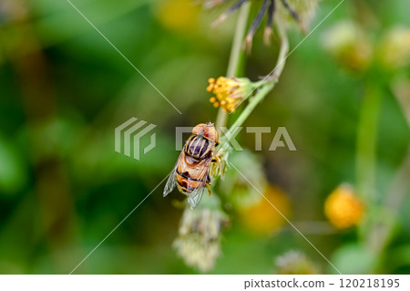 Kigoshishana 120218195