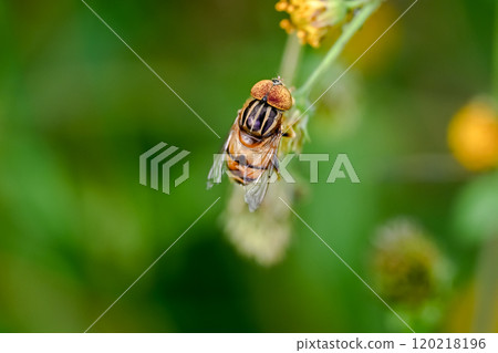 Kigoshihanaabu 120218196