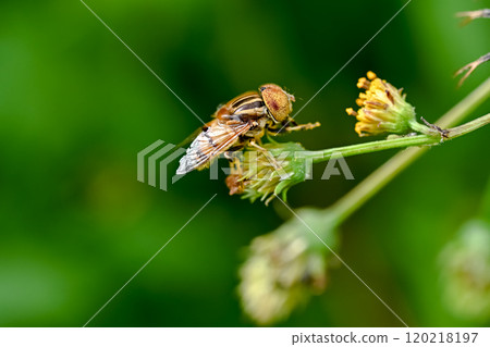 Kigoshishana 120218197