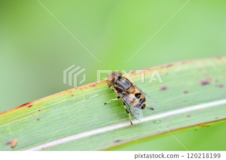 Kigoshishana Kigoshishana 120218199