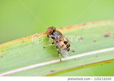 Kigoshihanaabu Kigoshihanaabu 120218200