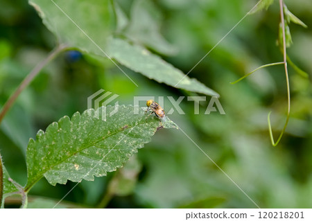 Kigoshishana 120218201