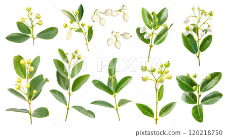 Set of isolated mistletoes on a transparent background for ornamental Christmas and New Year party decoration elements. AI generated. 120218750